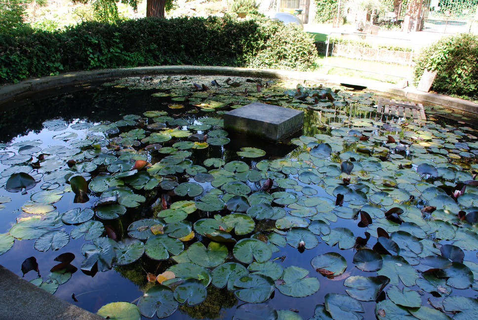 Orto Botanico_137.JPG